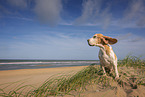 Beagle am Strand
