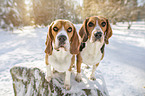 2 Beagle