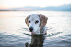 Beagle im Meer
