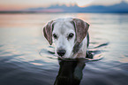 Beagle im Meer