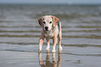 Beagle luft durchs Meer