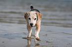 Beagle rennt durchs Meer