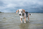 Beagle luft durchs Meer