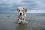 Beagle rennt durchs Meer