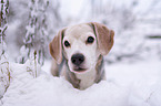 Beagle steht im Schnee