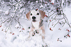 Beagle sitzt bettelnd im Schnee