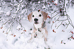 Beagle sitzt bettelnd im Schnee