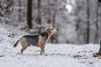 Beagle steht im Schnee