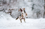 Beagle fngt Schneeball