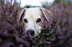 Beagle in der Heide