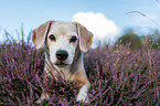 Beagle in der Heide