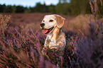 Beagle in der Heide