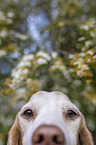 Beagle Gesicht
