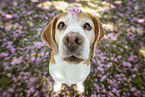 sitzender Beagle
