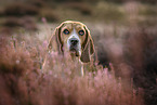 Beagle Portrait