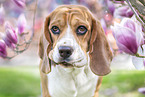 Beagle Portrait