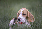 Beagle im Sommer
