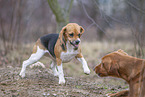 Basset Hound knurrt Hund an