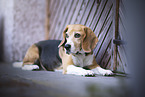 Beagle