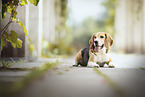 Beagle