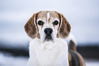 Beagle im Winter