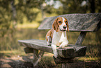 braun-wei Beagle