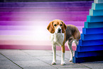 tricolour Beagle