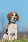 junger Beagle