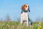 junger Beagle