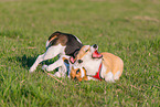 2 spielende Hunde