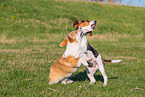 2 spielende Hunde