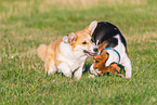 2 spielende Hunde