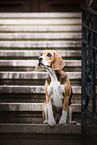 Beagle Hndin