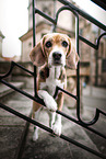 Beagle Hndin