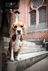 Beagle Hndin