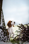 junger Beagle