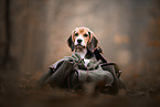 junger Beagle