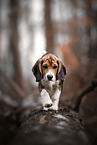 junger Beagle