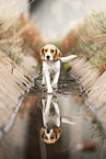 Beagle Hndin