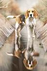 Beagle Hndin