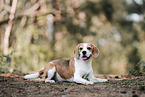 ausgewachsener Beagle