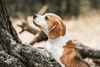 ausgewachsener Beagle