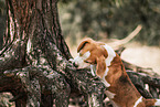 ausgewachsener Beagle