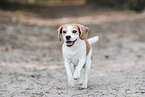 ausgewachsener Beagle