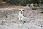 ausgewachsener Beagle