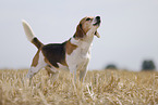 Beagle Rde