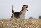 Beagle Rde