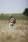 Beagle Rüde