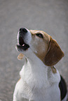 Beagle Rde