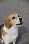 Beagle R�de